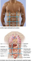 Abdominopelvic regions and organ placement