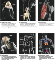 Overview of major organ systems