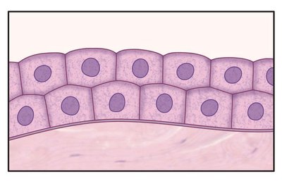 Stratified cuboidal epithelium diagram