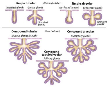 Exocrine gland structure