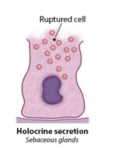 Holocrine secretion
