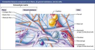 Connective tissue components: fibers, ground substance, cells