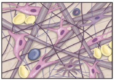 Areolar connective tissue