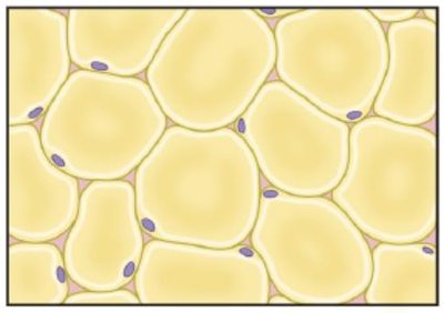 Adipose connective tissue