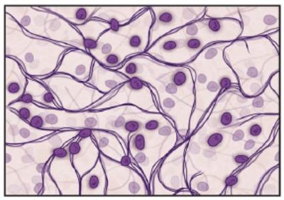 Reticular connective tissue