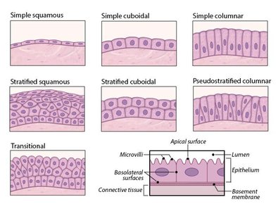 Types of epithelial tissue: simple, stratified, pseudostratified, transitional