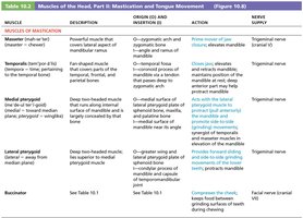 Table of mastication and tongue movement muscles