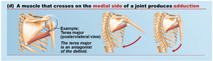 A muscle that crosses on the medial side of a joint produces adduction