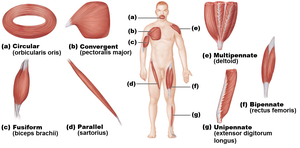 Types of fascicle arrangements