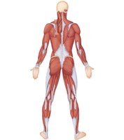 Superficial muscles of the body: Posterior view