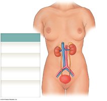 Organs of the urinary system in female anatomy