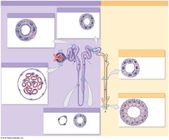 Structure of a typical nephron