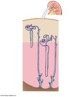 Orientation of cortical and juxtamedullary nephrons