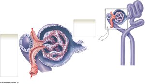 Structure of the renal corpuscle