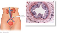 Transverse section of the ureter showing histological layers