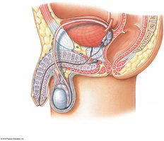 Position of the ureter, urinary bladder, and urethra in the male