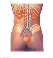 Posterior view of the trunk showing positions of kidneys and urinary system