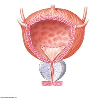 Anatomy of the urinary bladder in the male