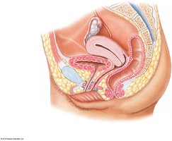 Position of the ureter, urinary bladder, and urethra in the female