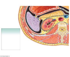 Cross section showing connective tissue layers protecting the kidney