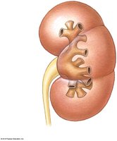 Arrangement of calyces and renal pelvis within the kidney
