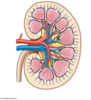 Sectional view showing major arteries and veins in the kidney