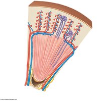 Circulation in the renal cortex