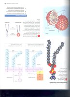 Phospholipid structure