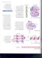 Protein structure levels