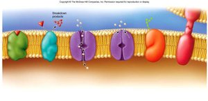 Membrane protein functions