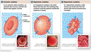 Tonicity effects on red blood cells