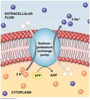 Sodium-potassium exchange pump