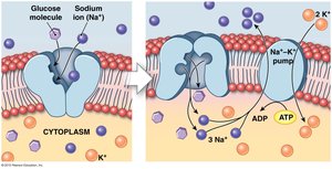 Na/glucose cotransport and Na/K pump