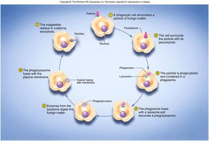 Phagocytosis process