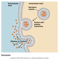 Exocytosis mechanism