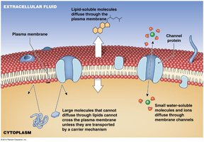 Types of membrane transport
