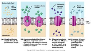 Types of diffusion and osmosis