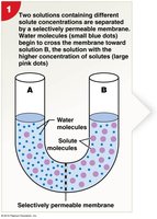 Osmosis across a selectively permeable membrane