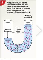 Osmosis equilibrium and hydrostatic pressure