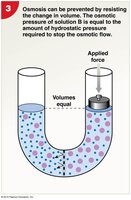 Hydrostatic pressure blocking osmosis