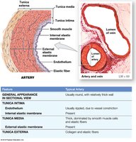Comparison of a typical artery and a typical vein (Part 1 of 2)
