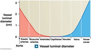 Vessel luminal diameter in the systemic circuit