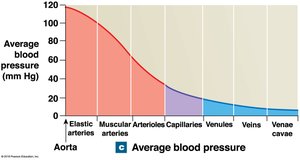 Average blood pressure in the systemic circuit