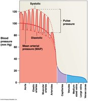 Pressures within the systemic circuit