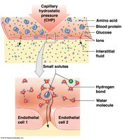 Capillary filtration