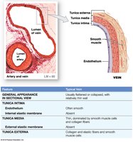 Comparison of a typical artery and a typical vein (Part 2 of 2)