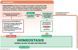 Short-term and long-term cardiovascular responses (Part 1 of 2)