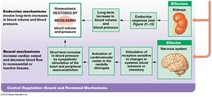 Short-term and long-term cardiovascular responses (Part 2 of 2)