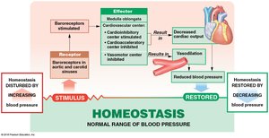 Baroreceptor reflexes (Part 1 of 2)