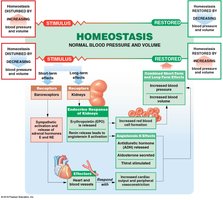 Hormonal regulation of blood pressure and blood volume (Part 2 of 2)